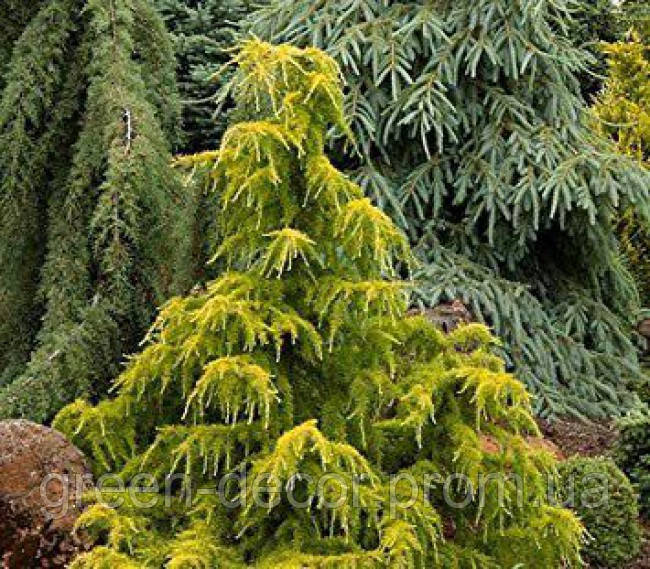 Кедр гімалайський "Золотий каскад". Cedrus deodara "Gold Cascade"