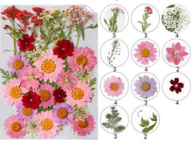Pressed Dry Flower