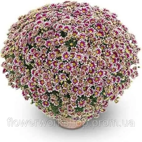 Хризантема Мультифлора Picto Violet Blanc -(  в горщику )