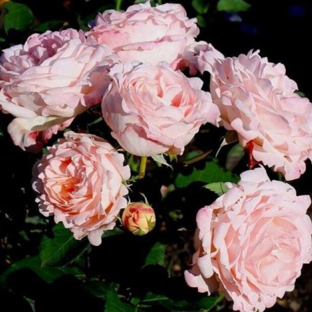 Клер Ренесанс — Clair Renaissance