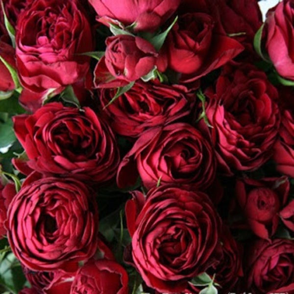 Ред Лейс — Red Lace