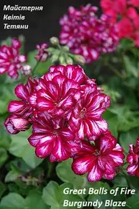 Пеларгонія ампельна Great Balls of Fire Burgundy Blaze (касетна розсада)