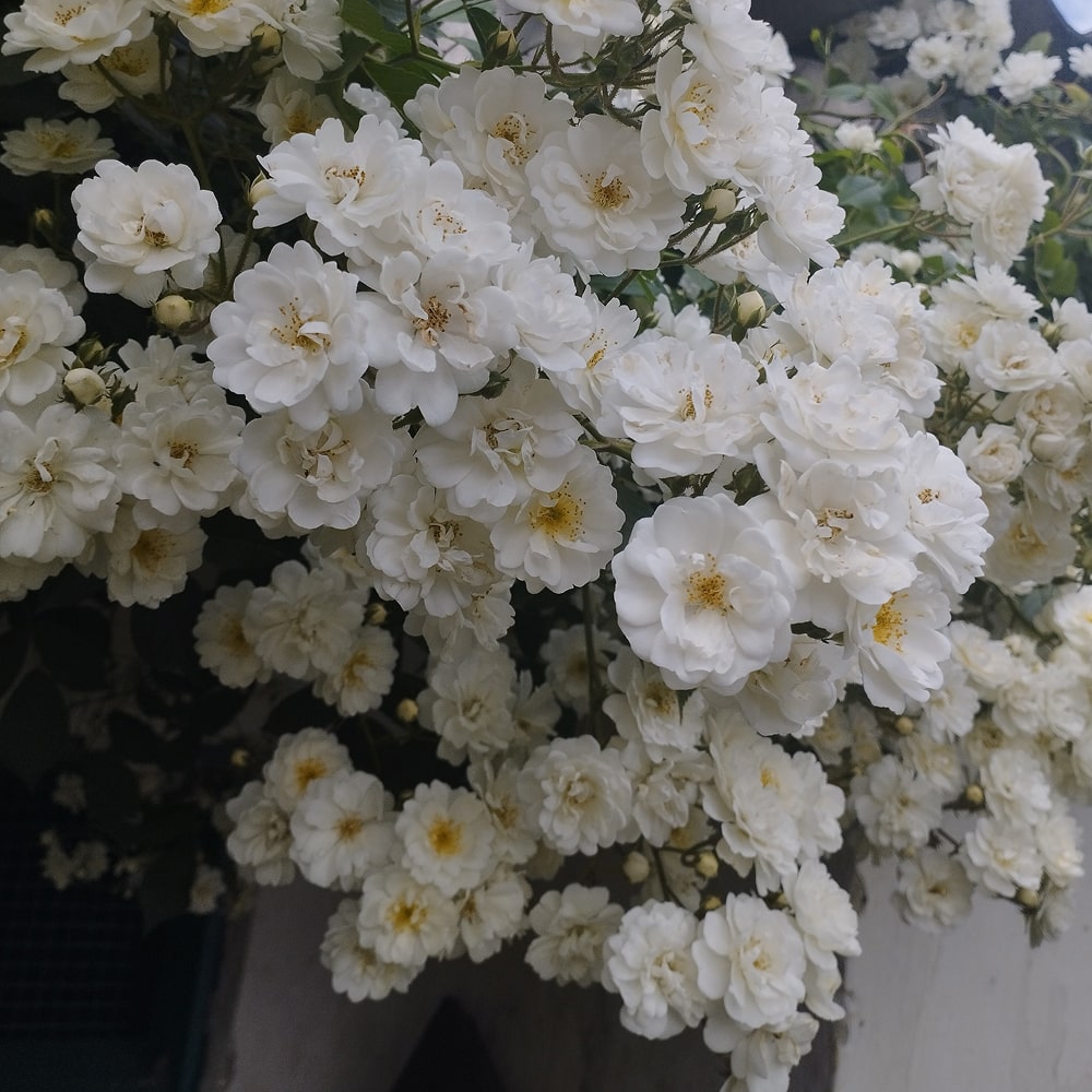 Гірлянд де Амур (Guirlande d'Amour)