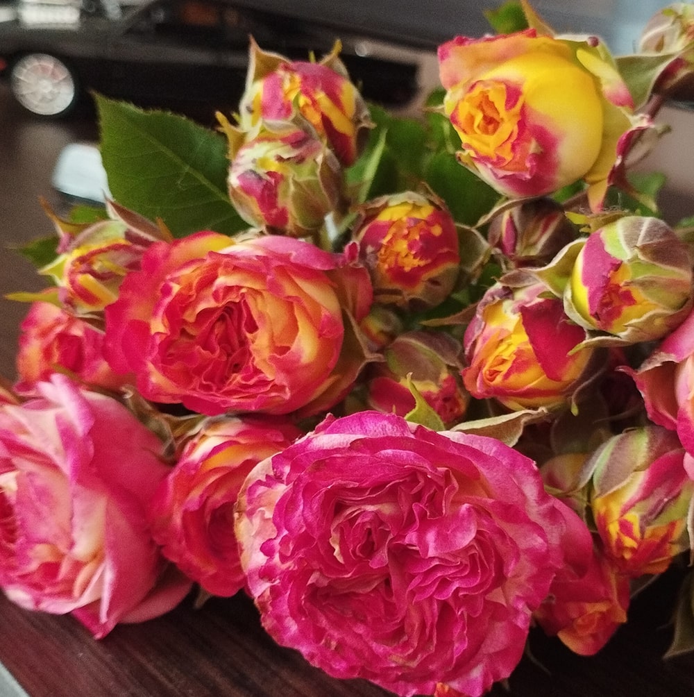 Санмастер Дарк (Sunmaster Dark)