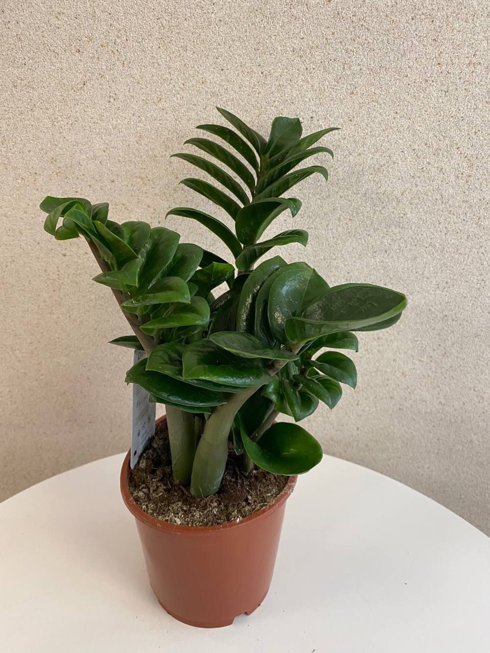 Zamioculcas Zenzi