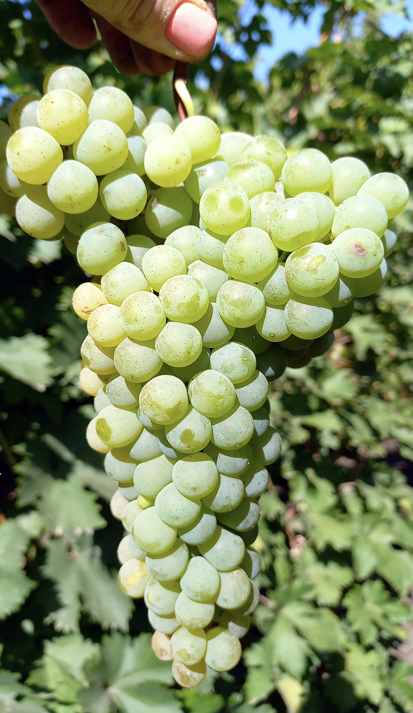 Цитронний магарача