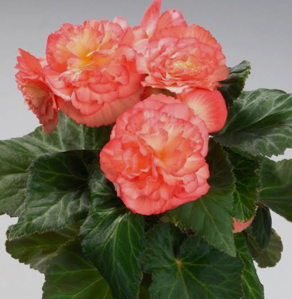 Бегонія Tuberhybrida GO!Early Salmon Bicolour (касетна розсада)