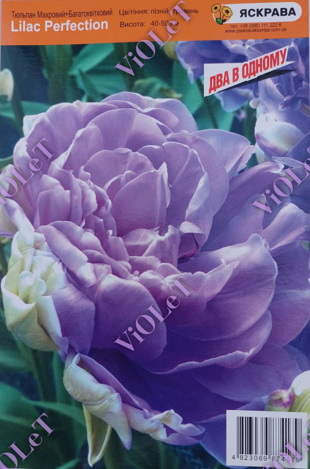 Lilac Perfection, тюльпан махровий+багатоквітковий, 10/11, 1 шт.