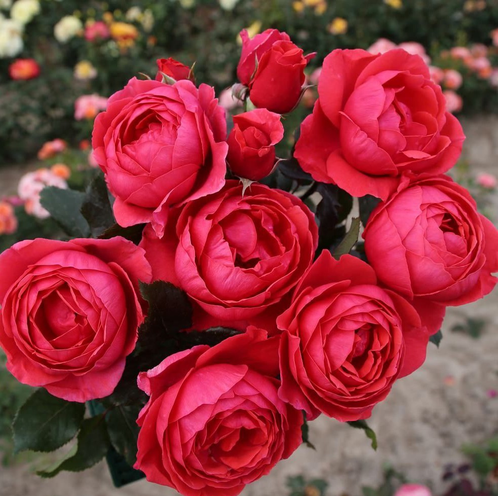 Гартенпринцесса Марі-Хосе (Gartenprinzessin Marie-Jose)