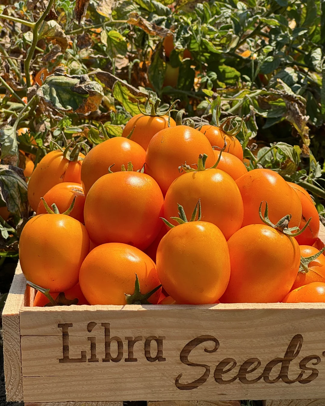 Томат Жовтий флоренс  1000 нас