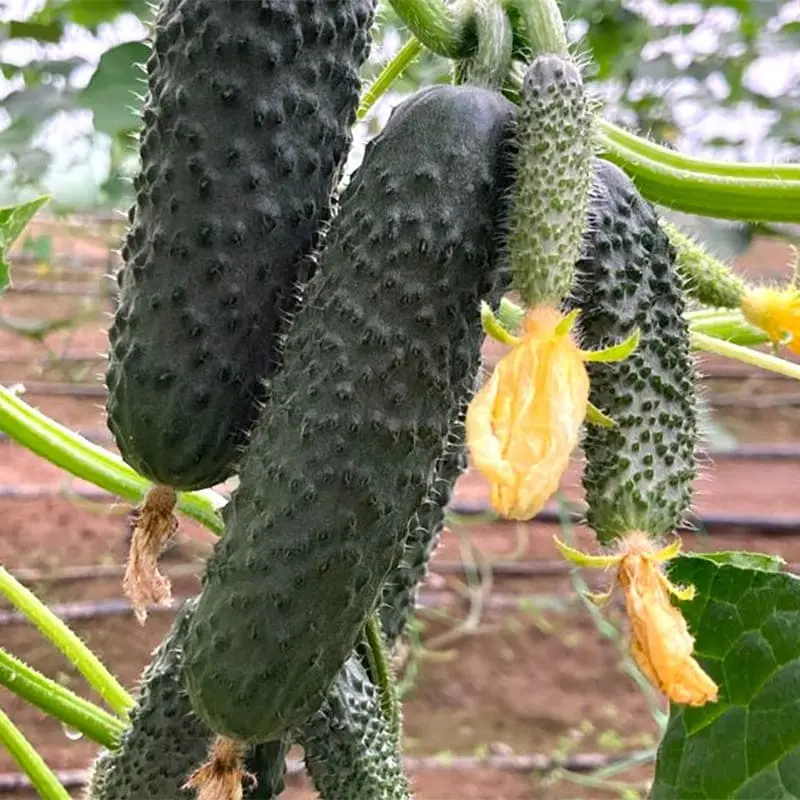 Огірок ES 22001 F1 (партенокарпічний) 100 нас