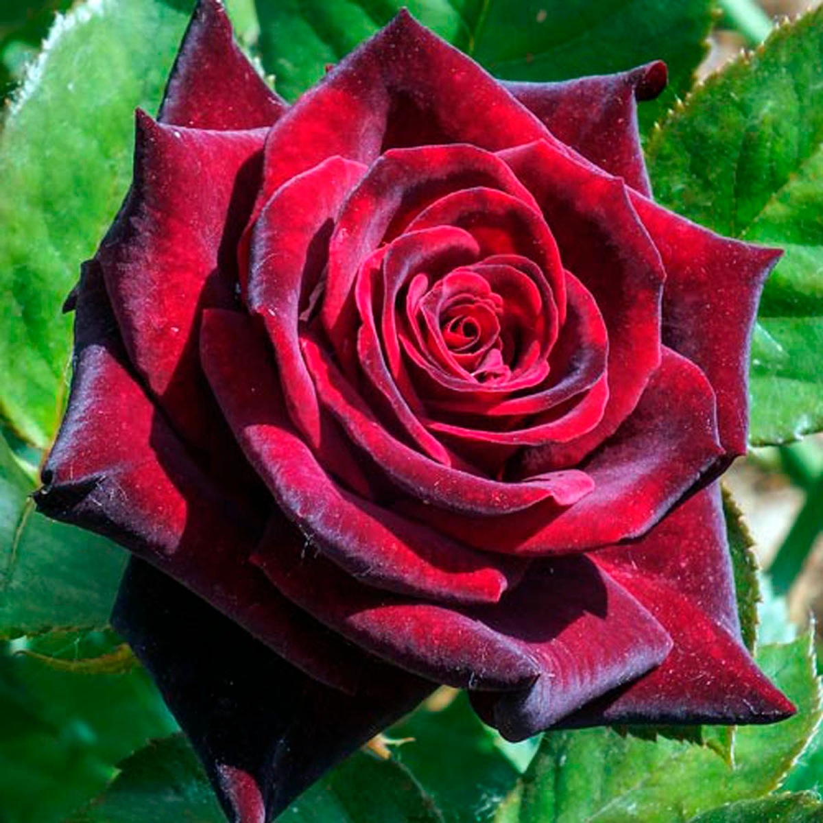 Троянда чайно-гібридна Блек Меджик