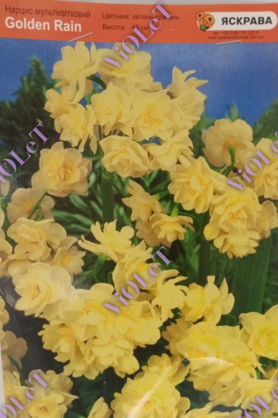 Golden Rain,  нарцис мультиквітковий 13/15, (1 каперс=3 шт)