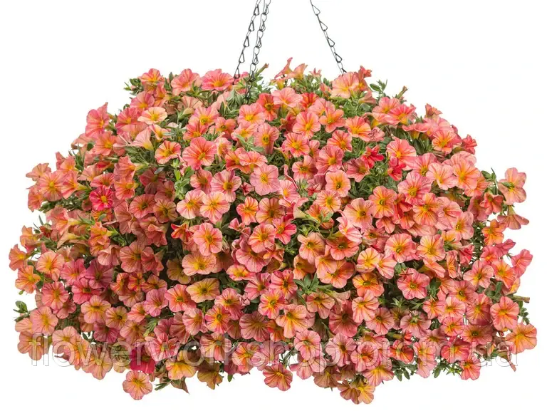 Калібрахоа Superbells Unique Tropical Sunrise (касетна розсада)