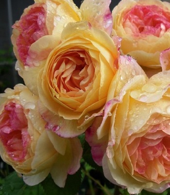 🌹 Троянда шраб "Жорж Данжан"