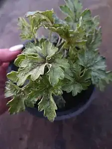 Гейхера Tapestry у горщику 2л