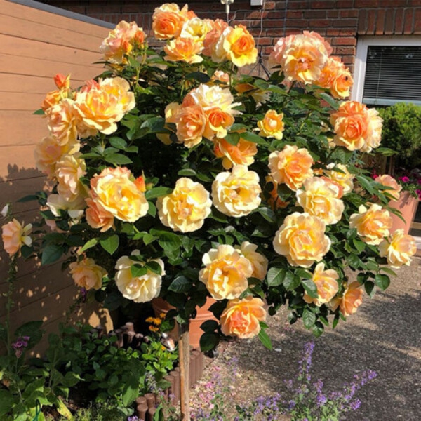 Хансештадт Росток — Hansestadt Rostock