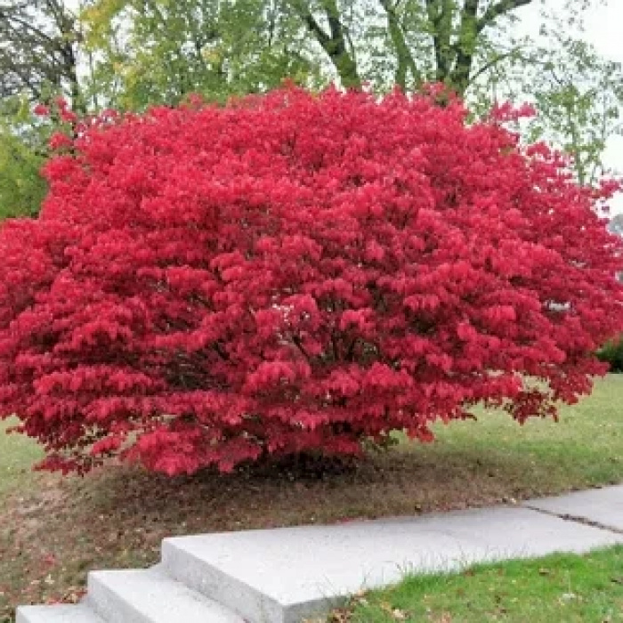 🌿 Бересклет європейський "Red Cascade"