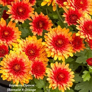 Хризантема Мультифлора Borealie Orange (касетна розсада).