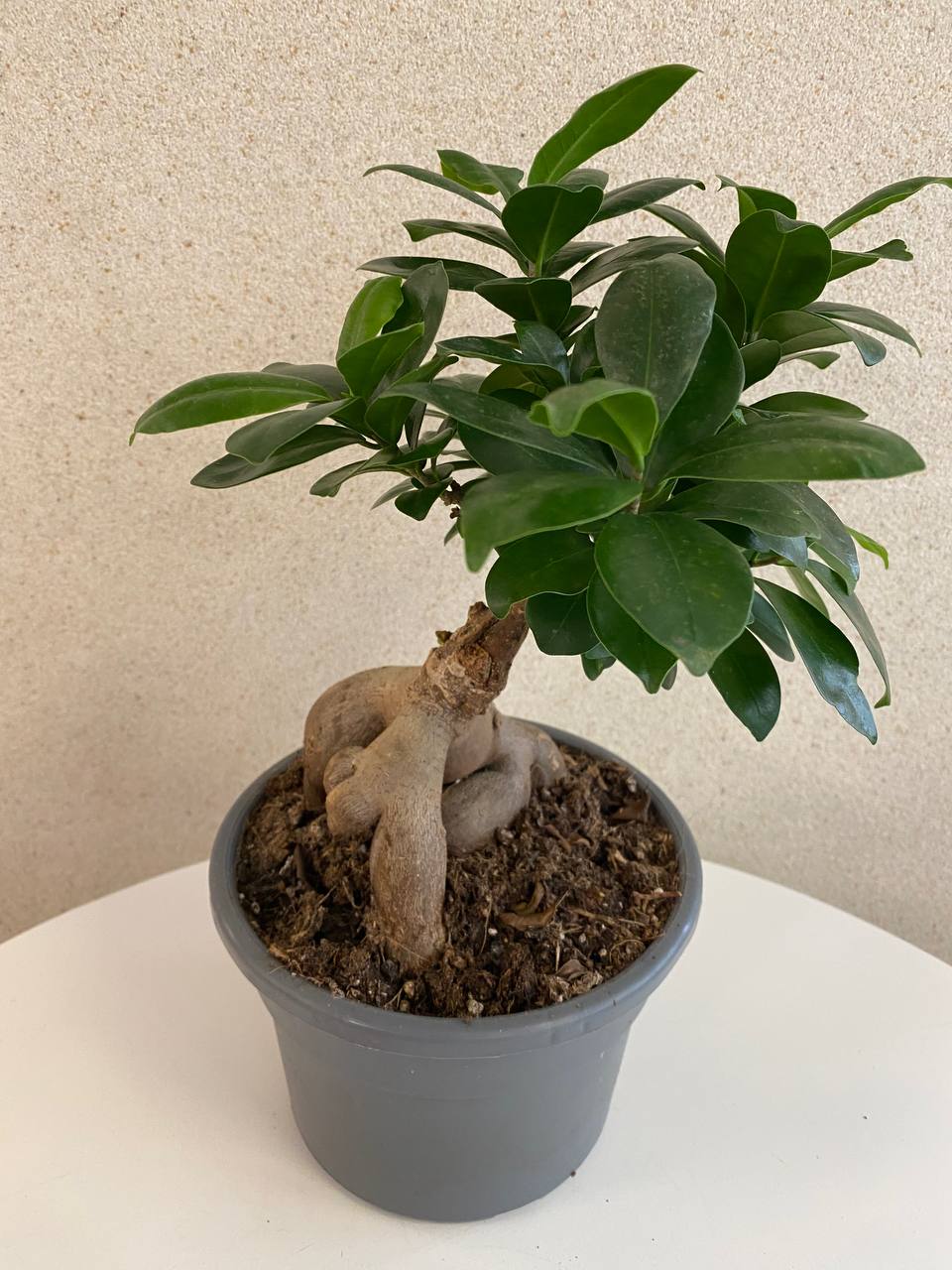 Ficus