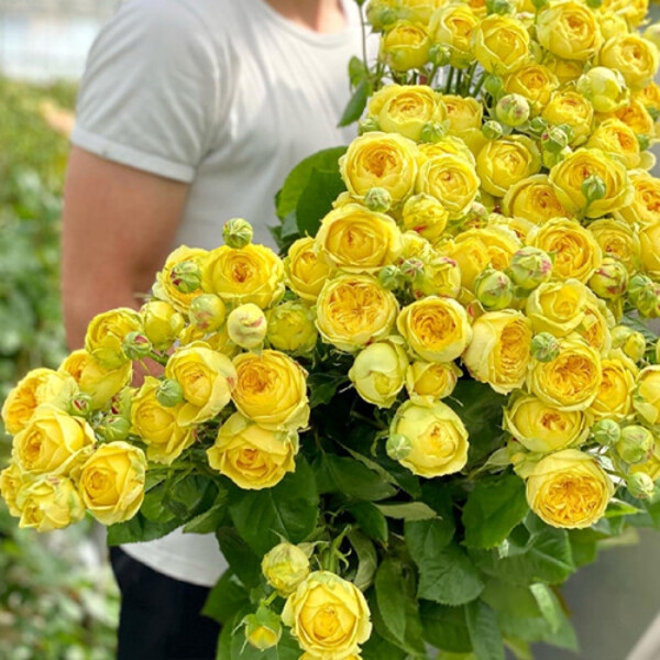 Каталіна — Catalina