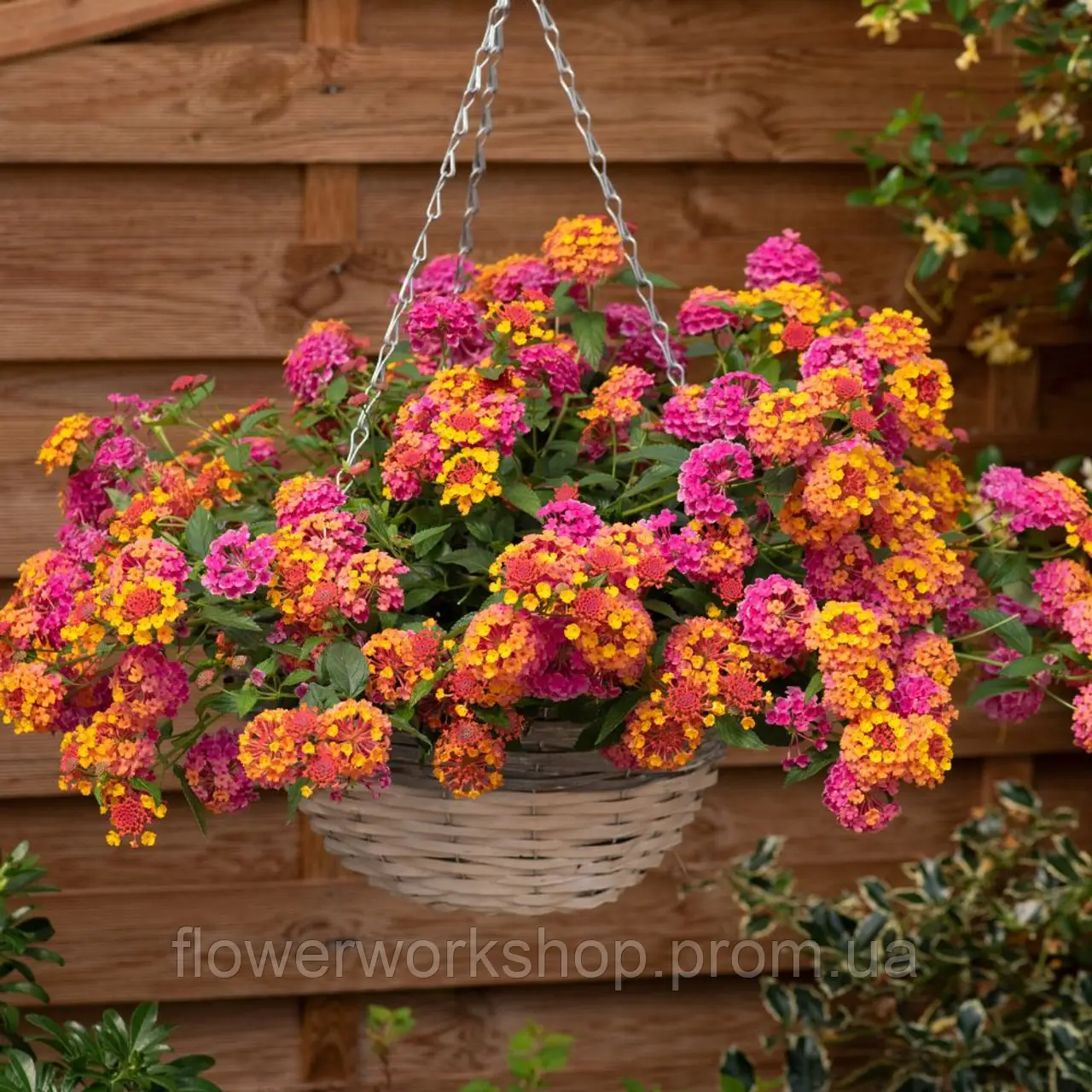 Лантана Passin Fruit (касетна розсада)