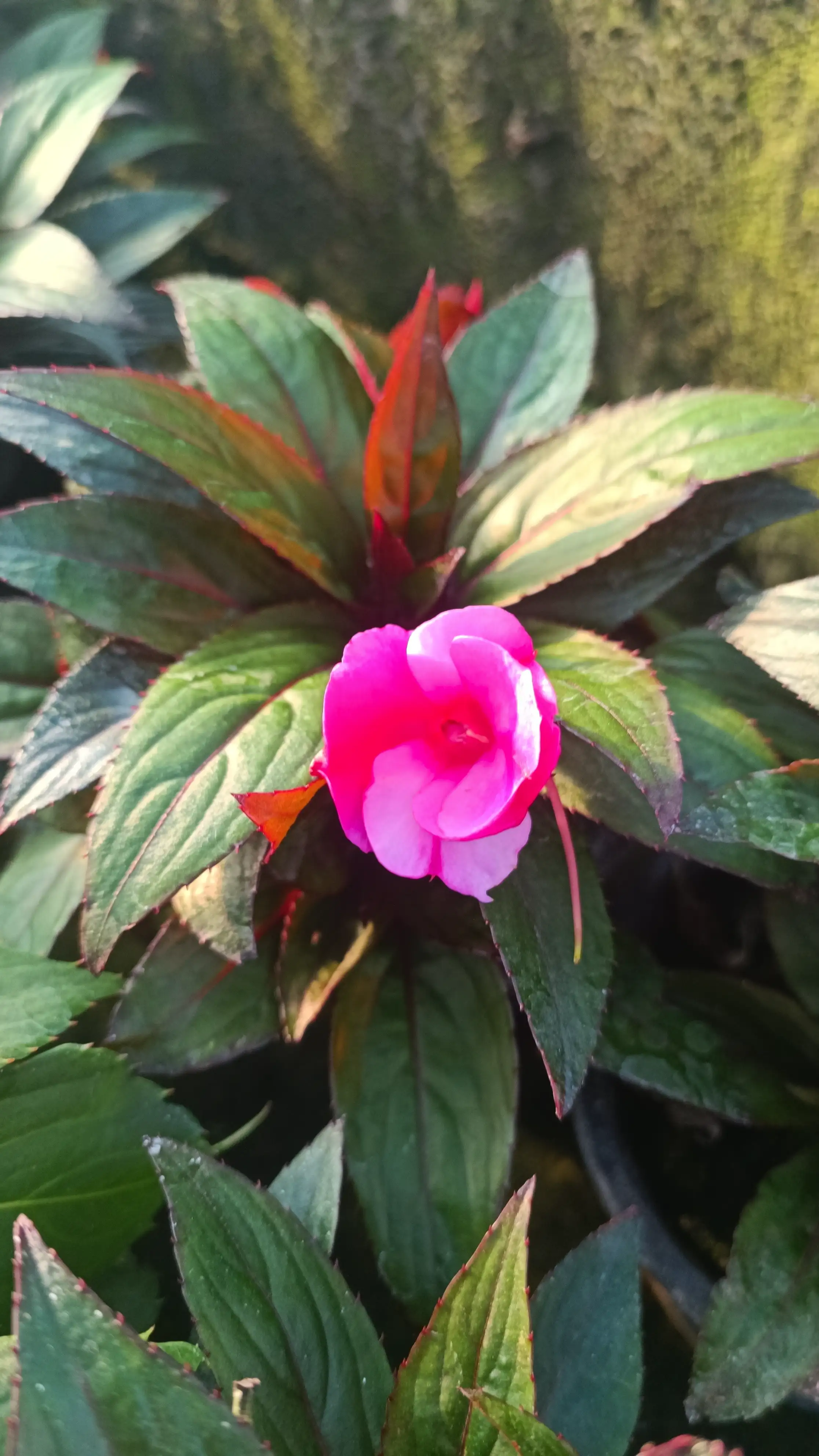 Бальзамін Новогвінейський Magenta