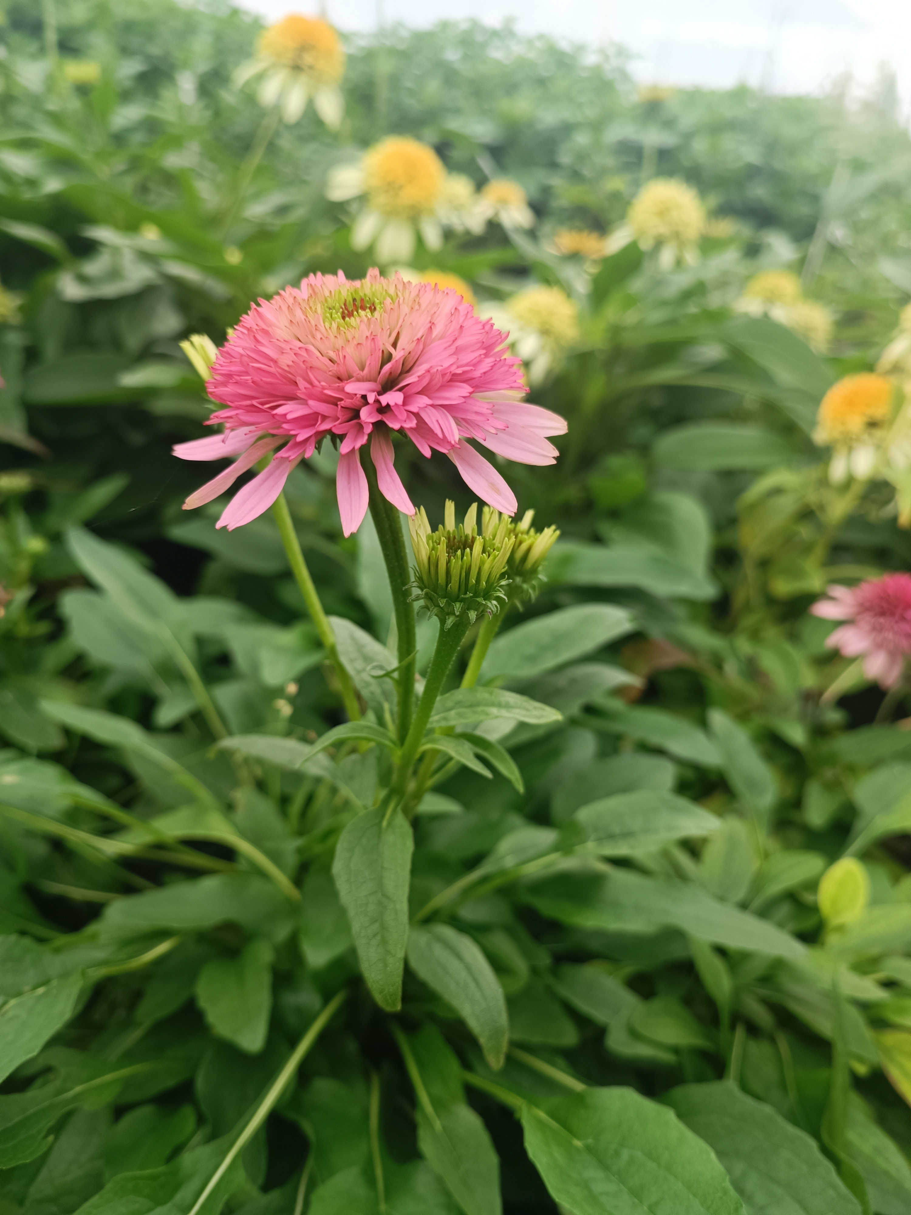 Ехінацея махрова низька Butterfly Kisses