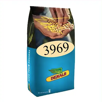 Насіння кукурудзи ДКС 3969 Монсанто ФАО 320 Кукурудза високої врожайності