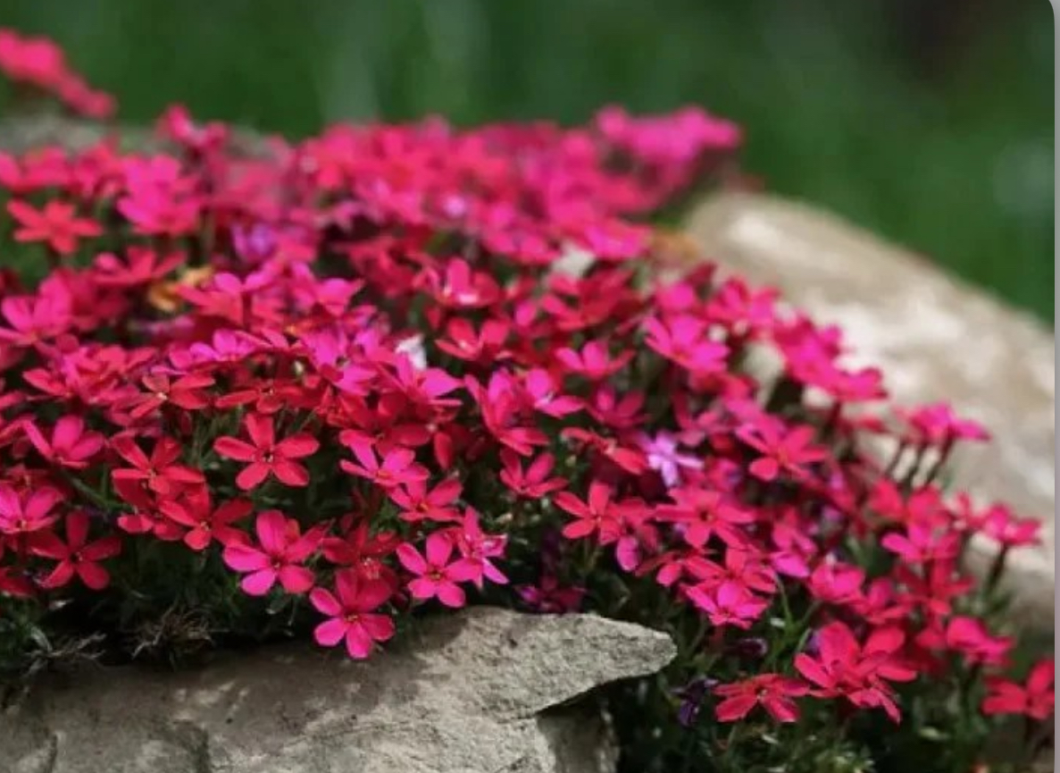 Флокс червоний р9