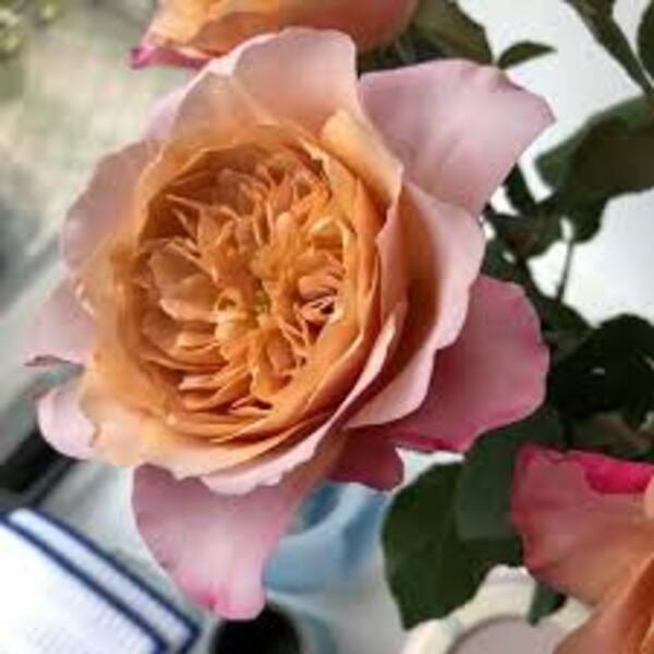 Міябі Ча — Miyabi Cha