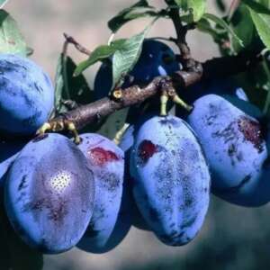 Слива Вереснева