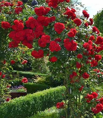 🌹 Троянда плетиста "Нахеглут"