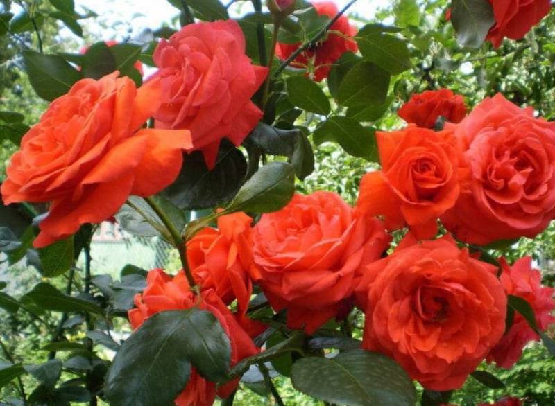 Троянда плетиста Майнтауер