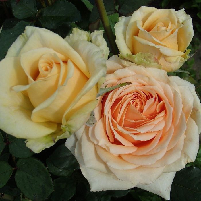 Кінгс Прайд (Kings Pride)