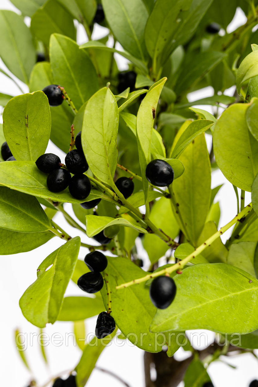 Саджанці Лавровишні Етна (Prunus Laurocerasus Etna)  stam 50 cm h 90