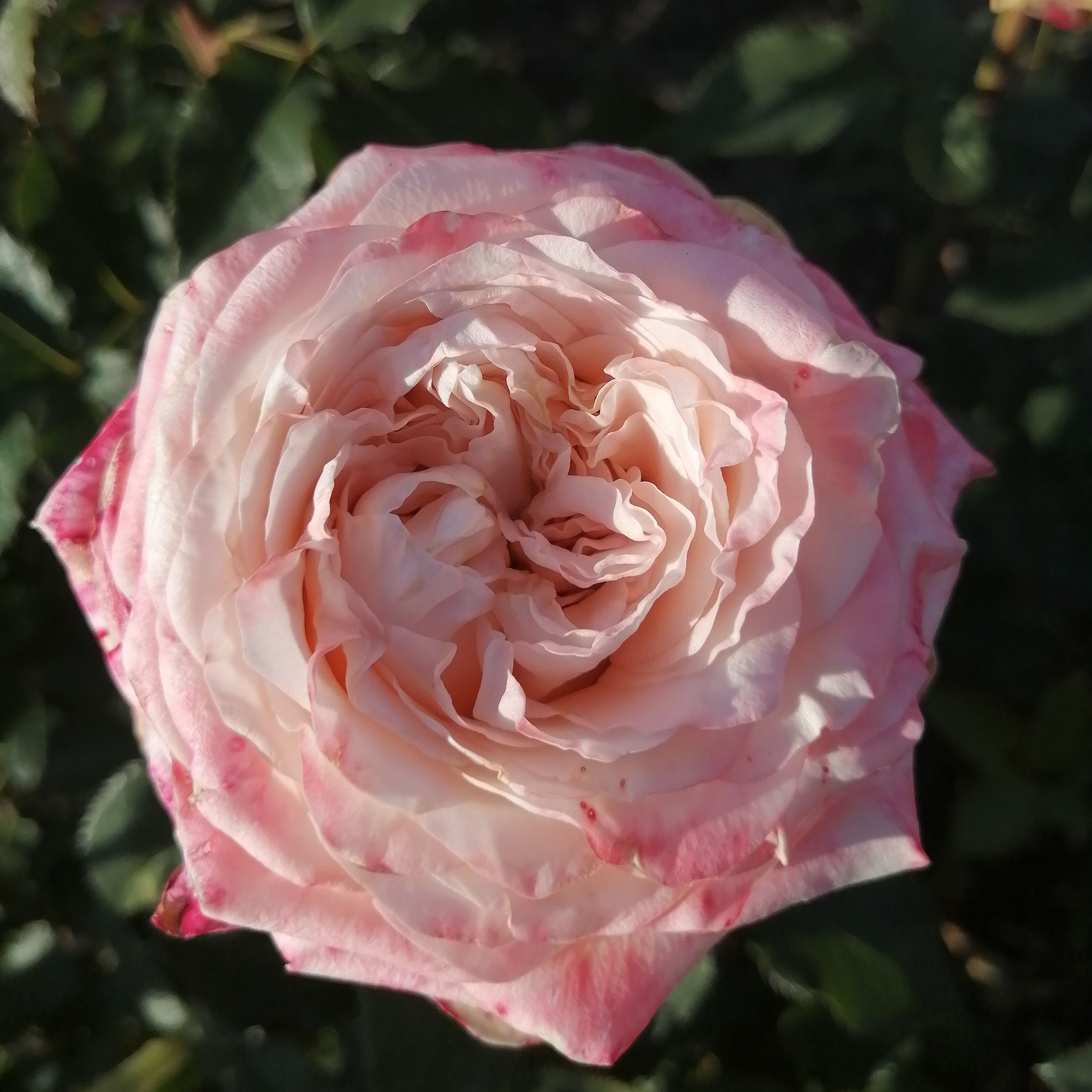 КІМБЕРЛІ( Kimberly)