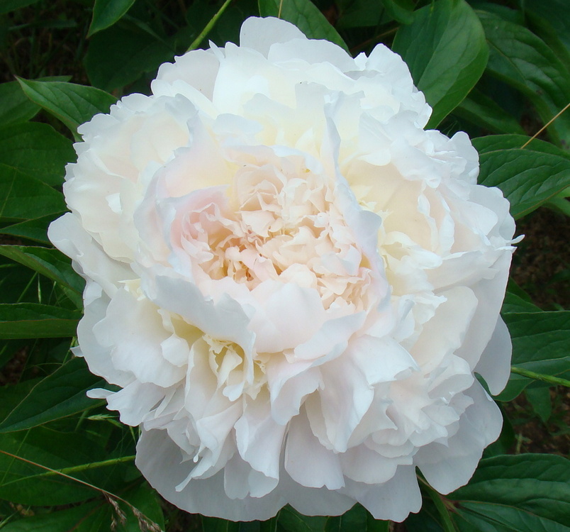 Mercedes (Мерседес)