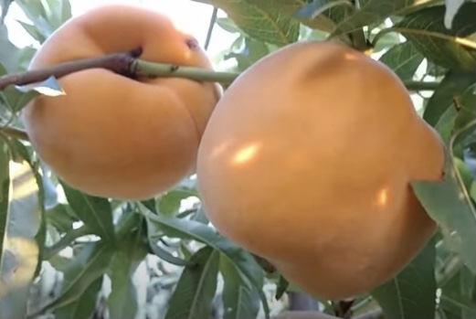 Персик Кінка (Перкоче) гібрид персика і абрикоса