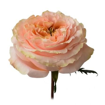 Принцесс Краун (Queens Crown)