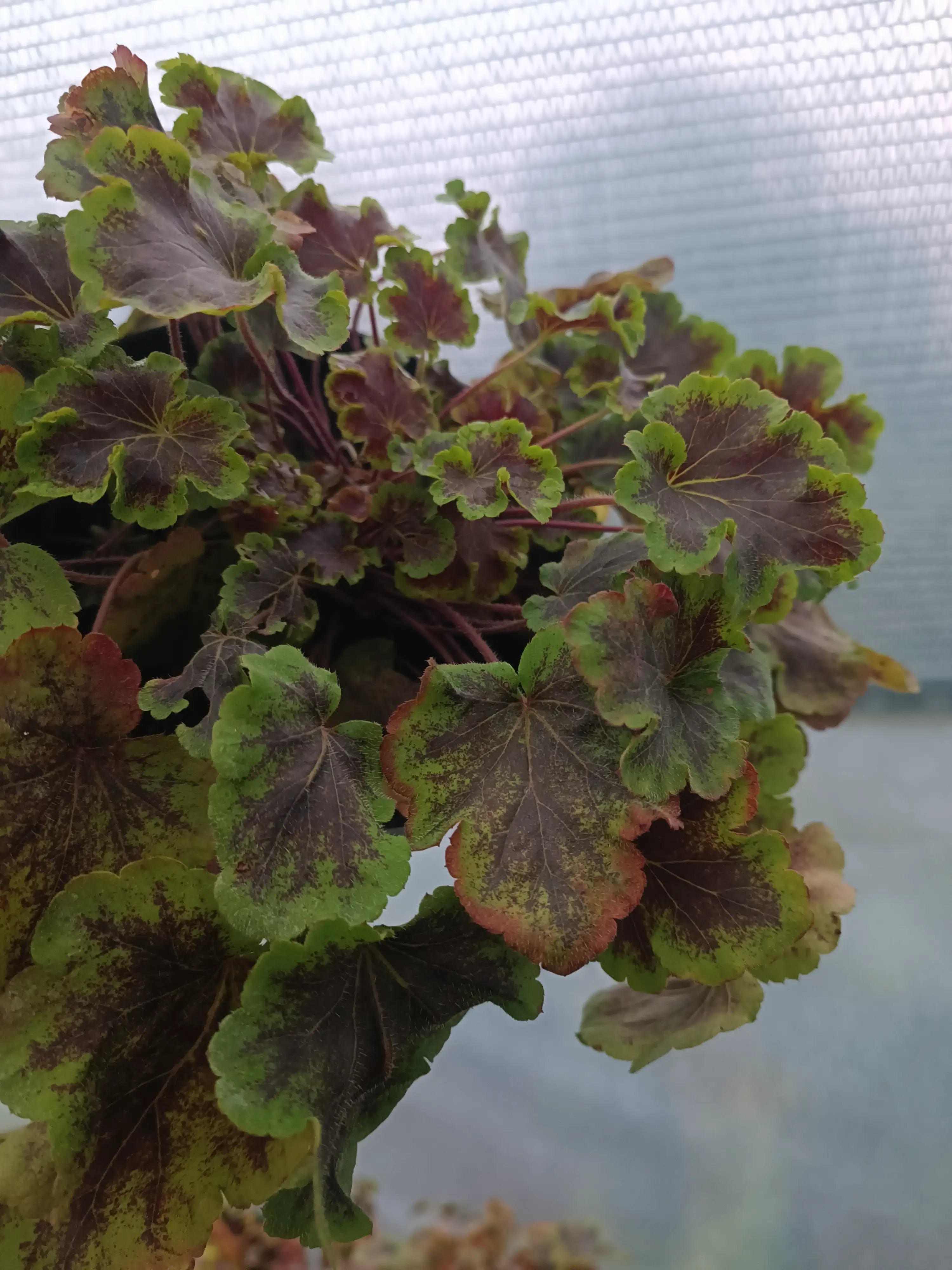 Гейхера Solar Eclipse у горщику 2л