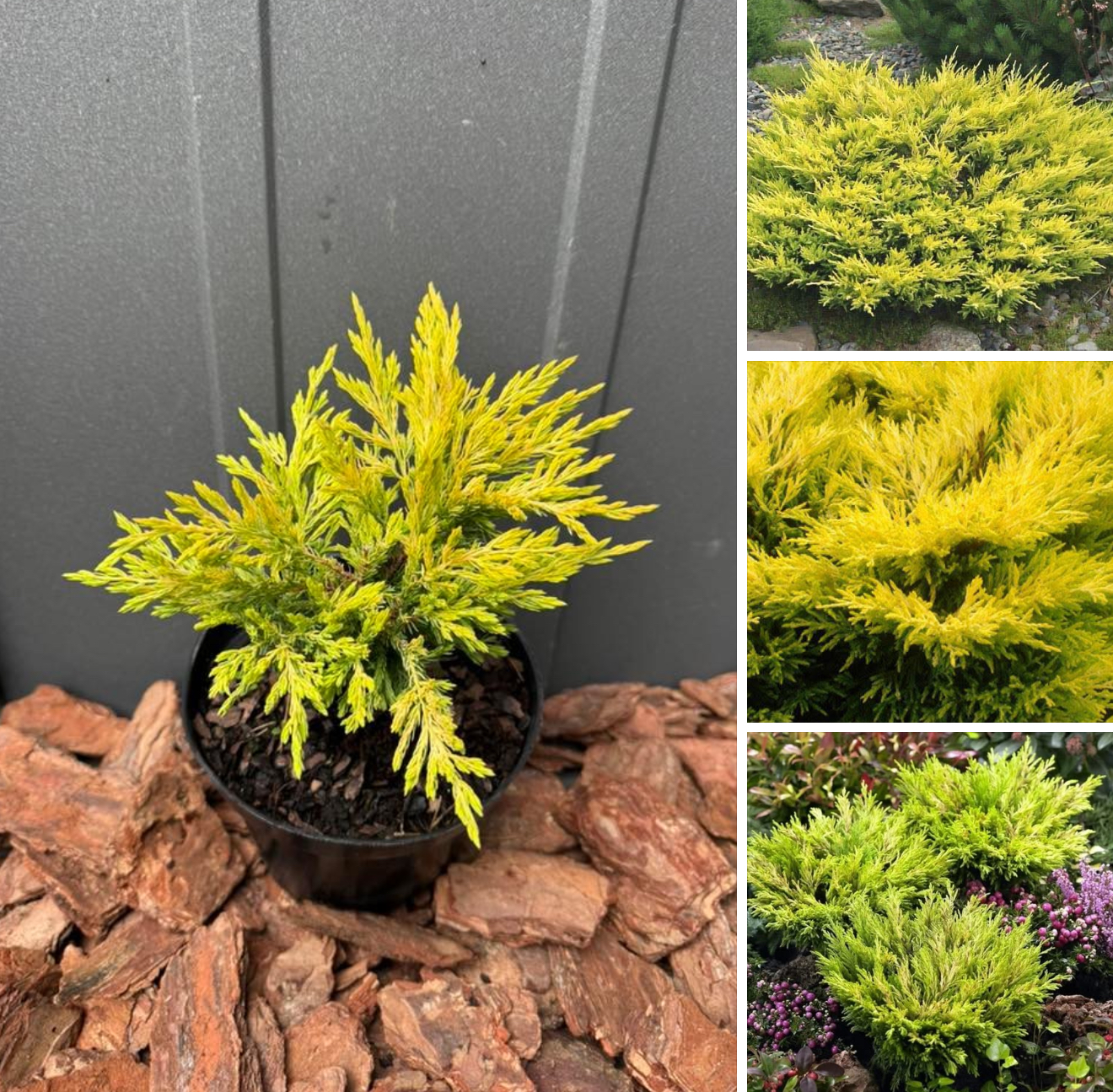 Ялівець лайм глоу