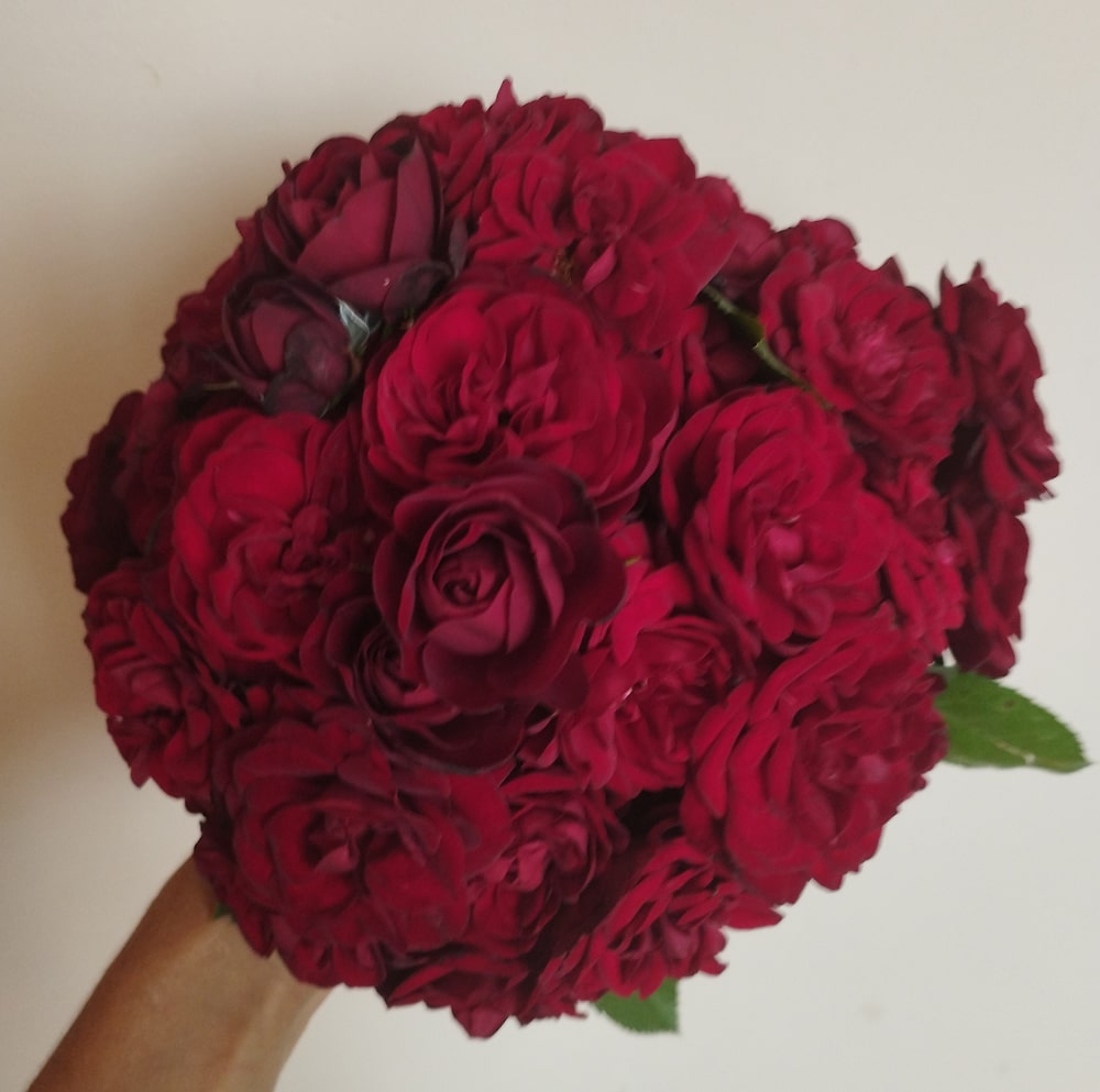 Кордула (Cordula)