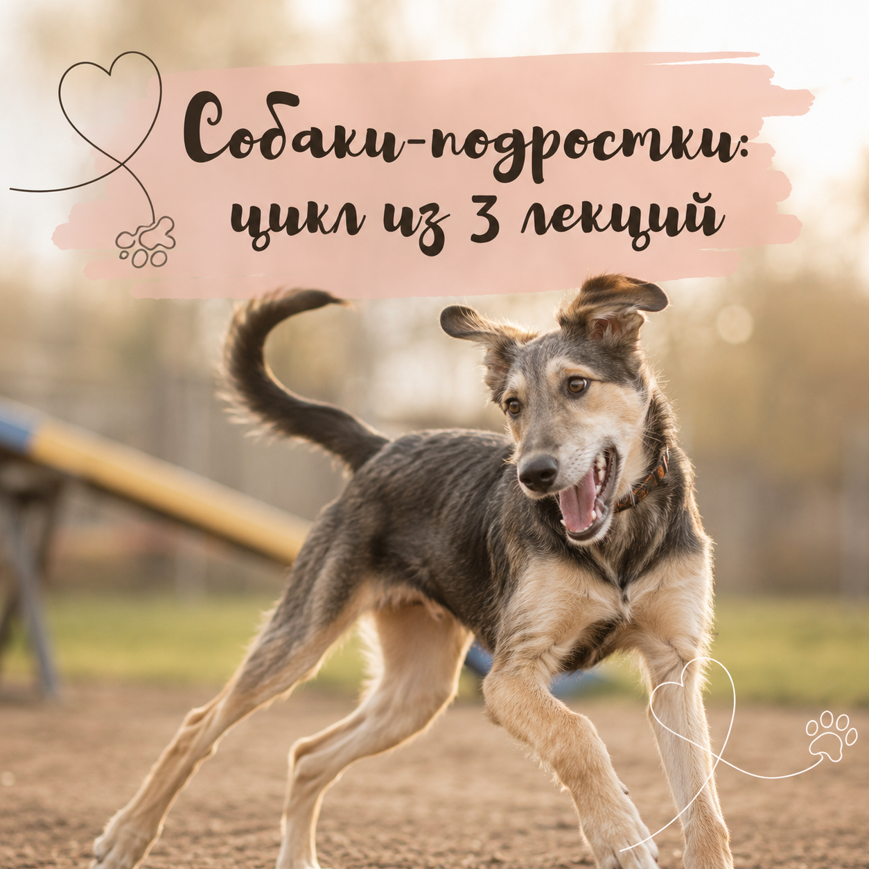 Собаки-подростки: цикл из 3 лекций