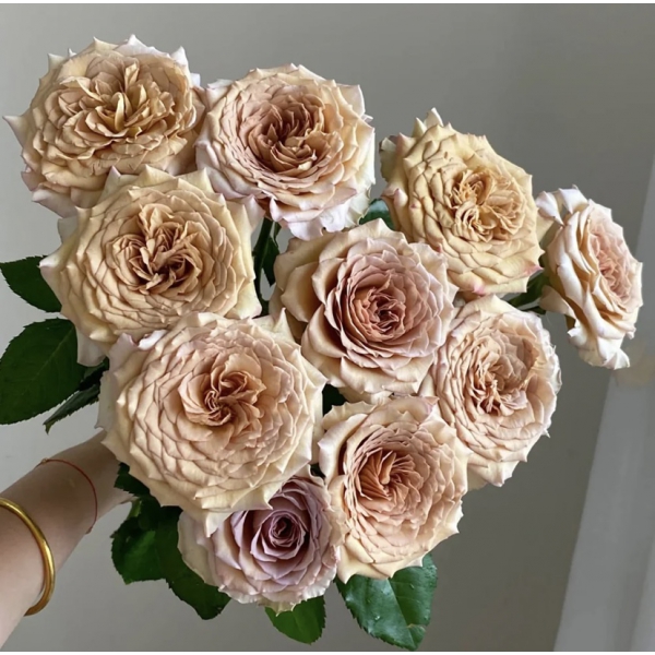 Бейлі (ч/г) — Bailey