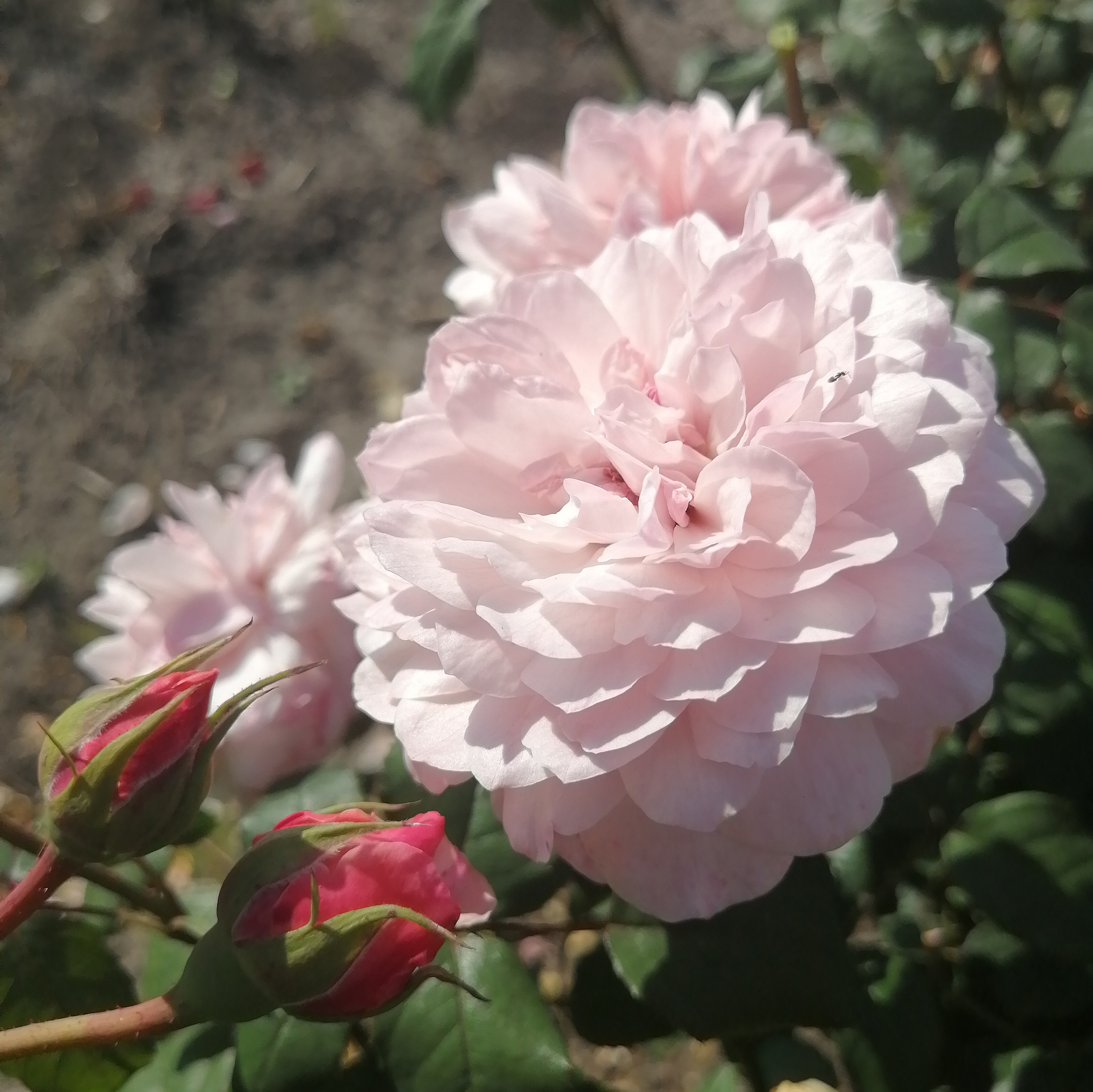 СВІТ АНТІК ( Sweet Antike) зрізочна чайногібридна новинка