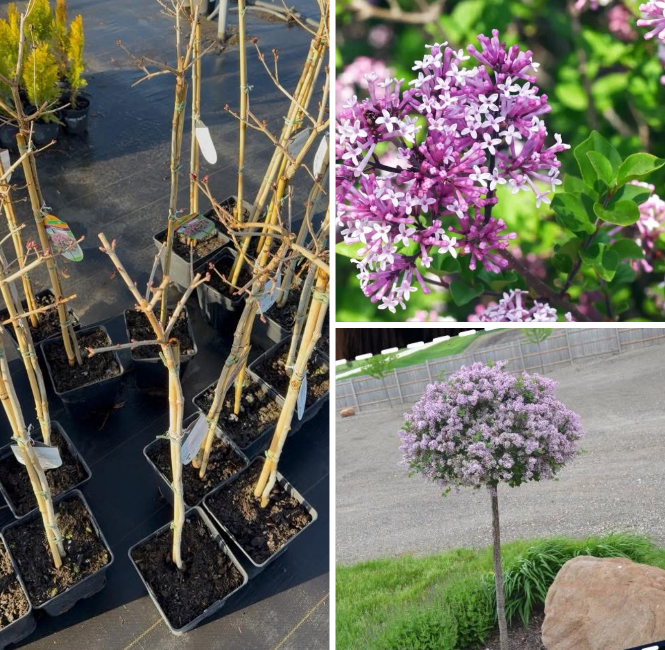 Бузок палібін 70 см