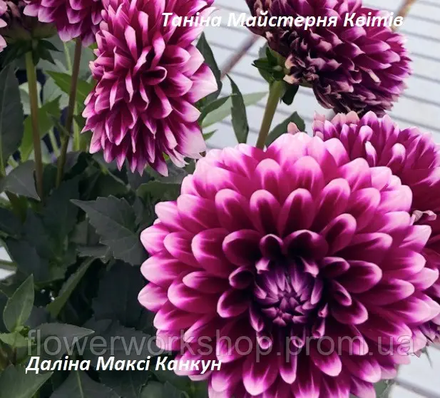 Жоржина Dalina Maxi Cancun (касетна розсада)