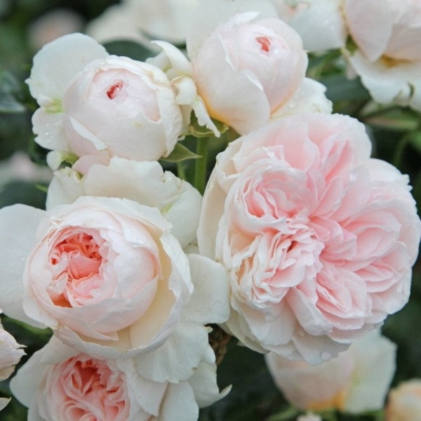 Сабріна — Sabrina