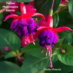 Фуксія ампельна Dollar Princess (касетна розсада)